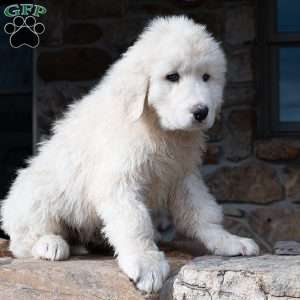 Maremma sheepdog best sale for sale